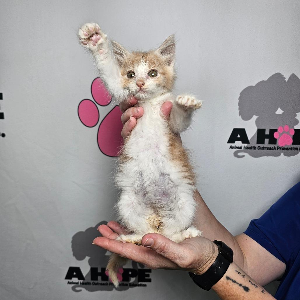 Enlarge Tango, a Adoptable mixed breed in Milton, FL image 6/6
