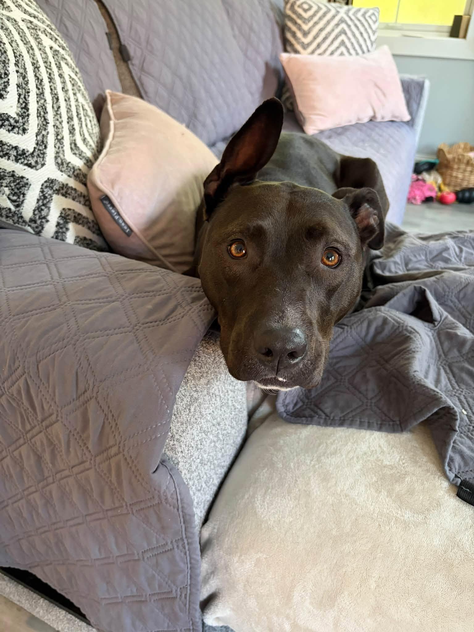 Enlarge Shasta, a Adoptable mixed breed in Cleveland, OH image 6/6