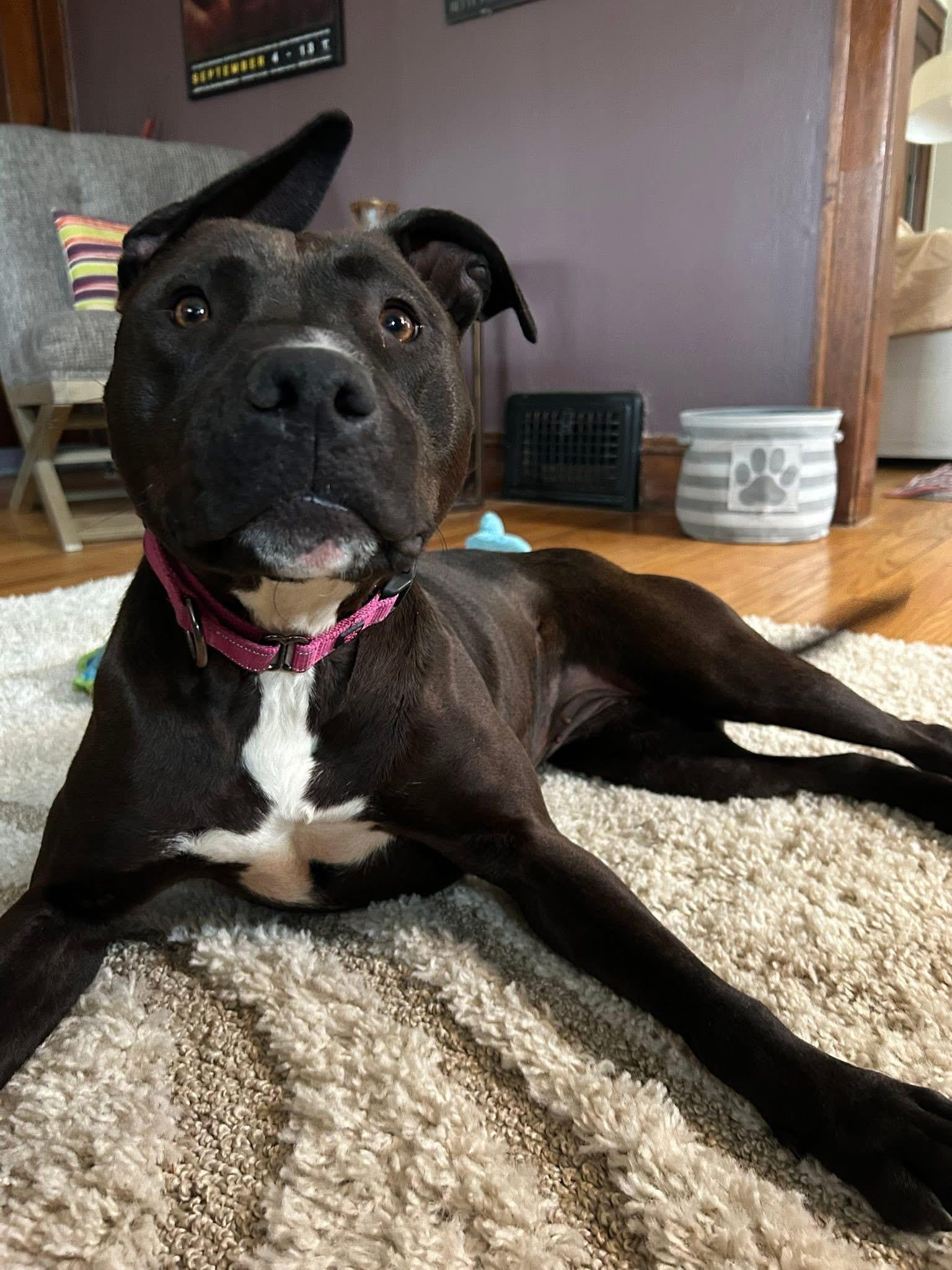 Enlarge Shasta, a ADOPTABLE mixed breed in Cleveland, OH image 1/6