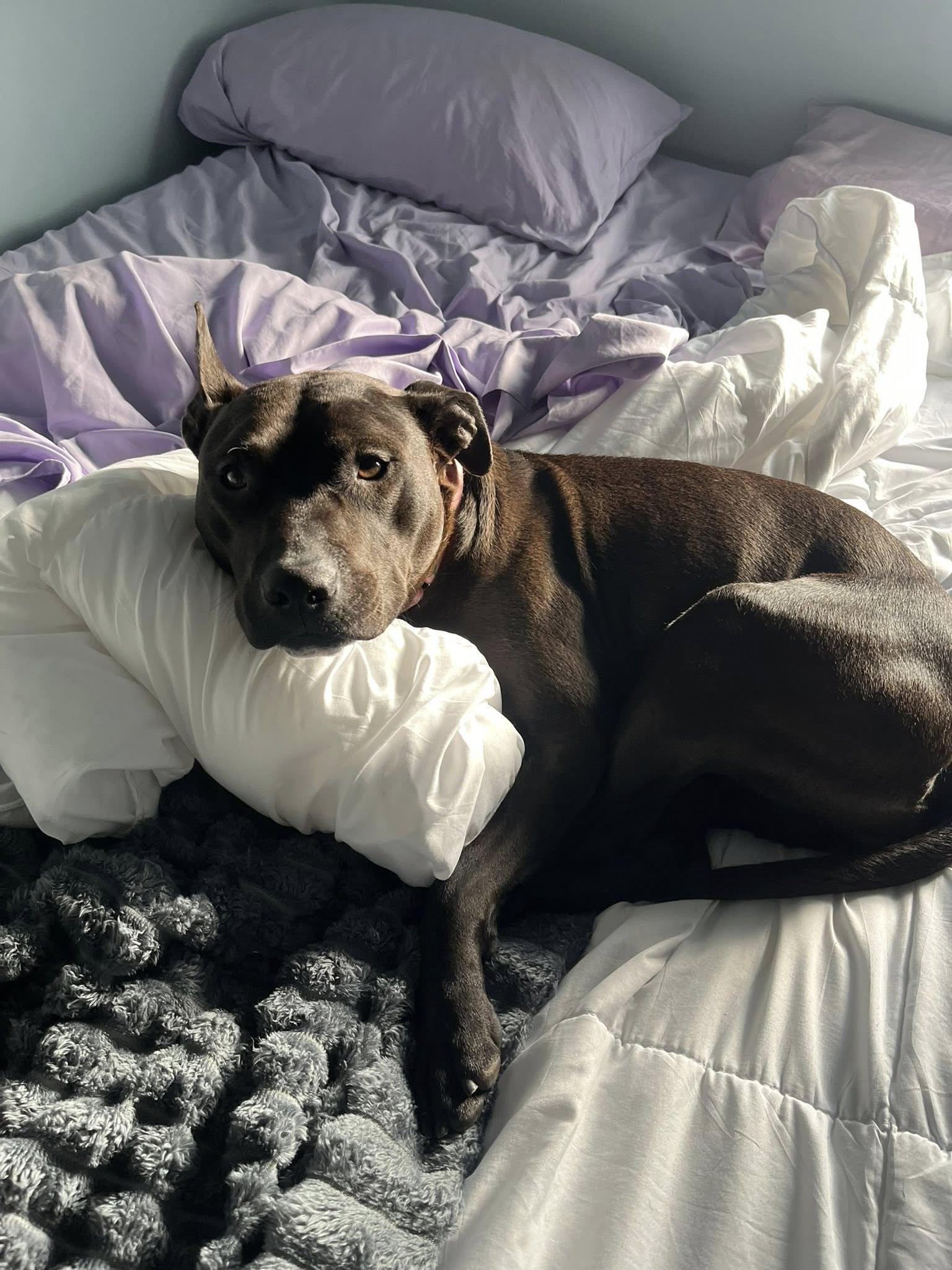 Enlarge Shasta, a ADOPTABLE mixed breed in Cleveland, OH image 1/6