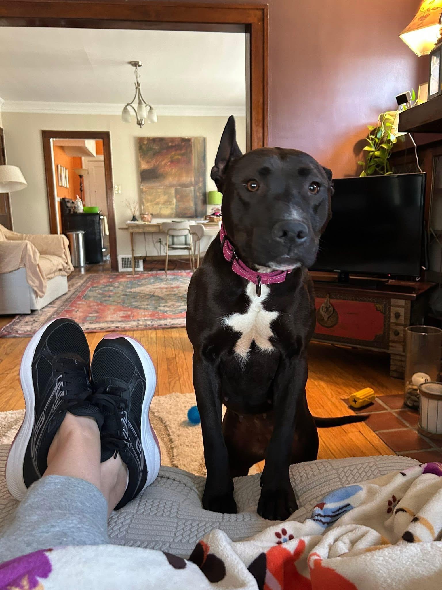 Enlarge Shasta, a ADOPTABLE mixed breed in Cleveland, OH image 4/6