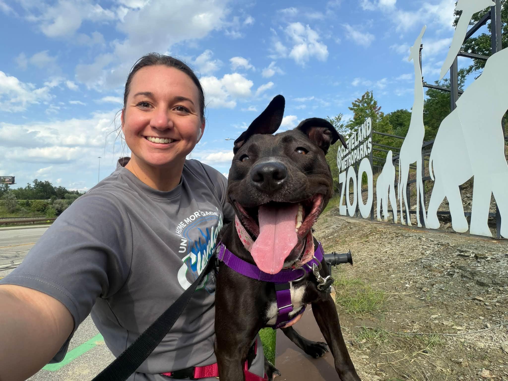 Shasta, Adoptable, Young Female Pit Bull Terrier.