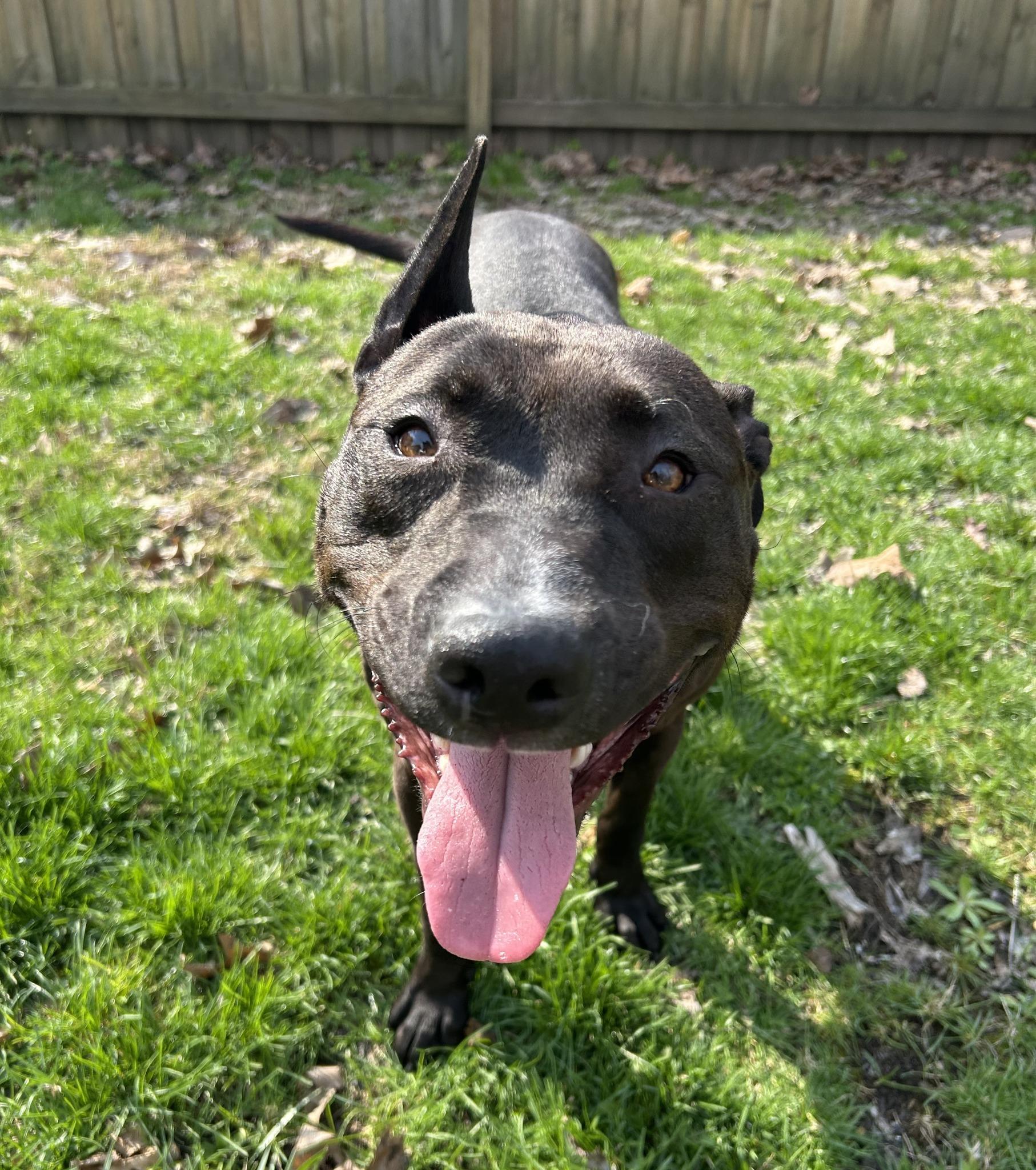 Enlarge Shasta, a ADOPTABLE mixed breed in Cleveland, OH image 6/6