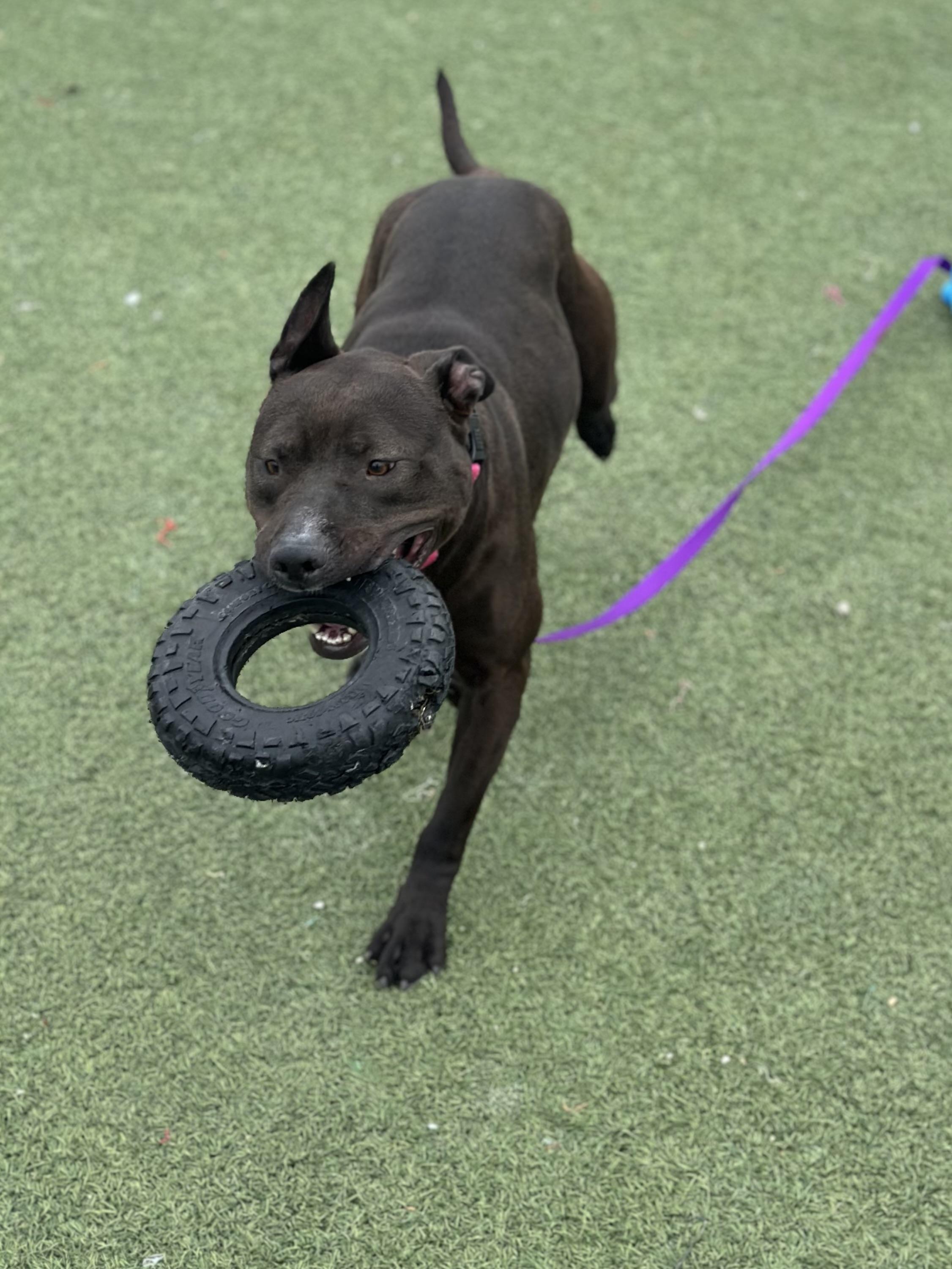 Enlarge Shasta, a ADOPTABLE mixed breed in Cleveland, OH image 2/6