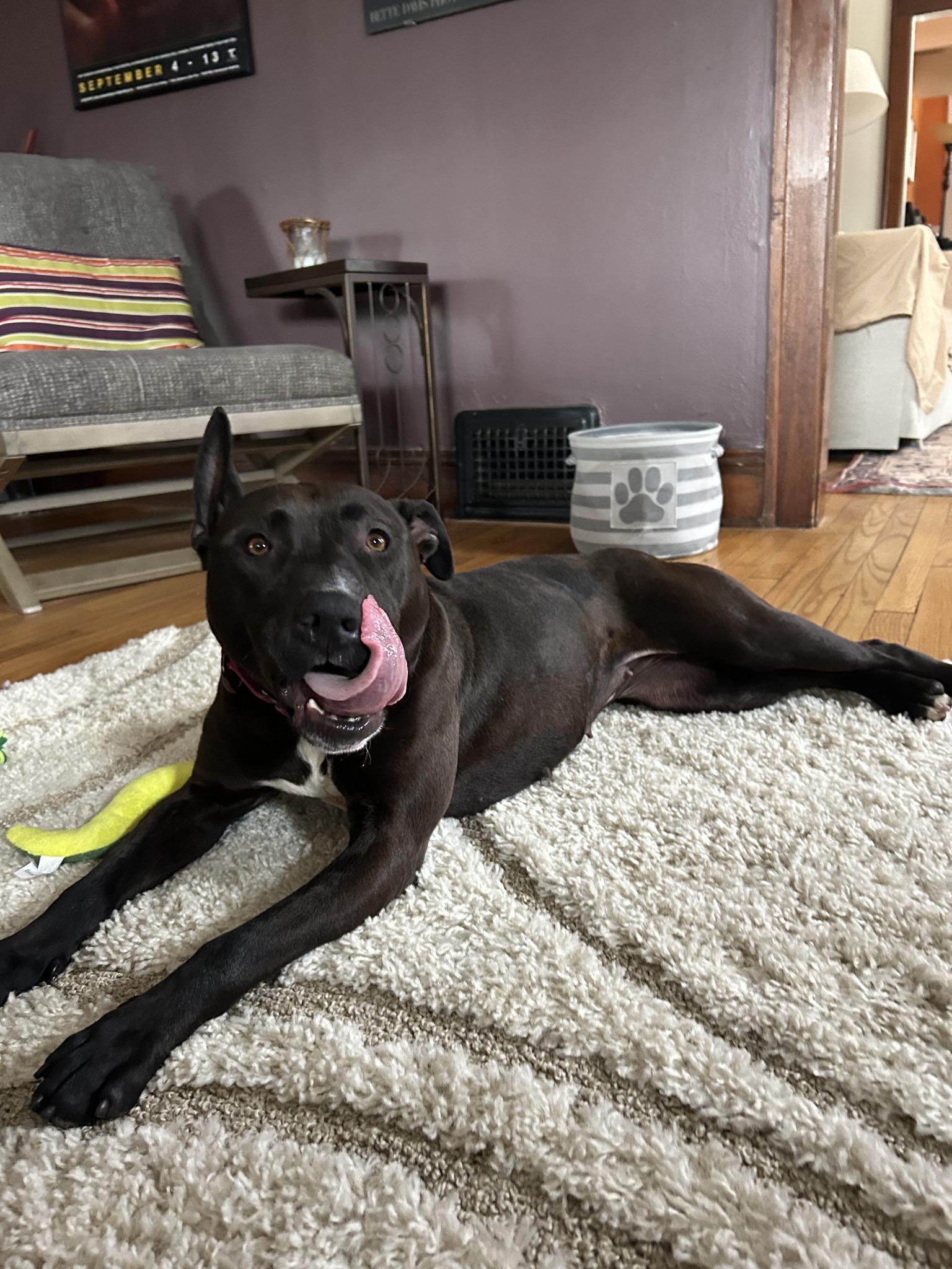 Enlarge Shasta, a ADOPTABLE mixed breed in Cleveland, OH image 5/6