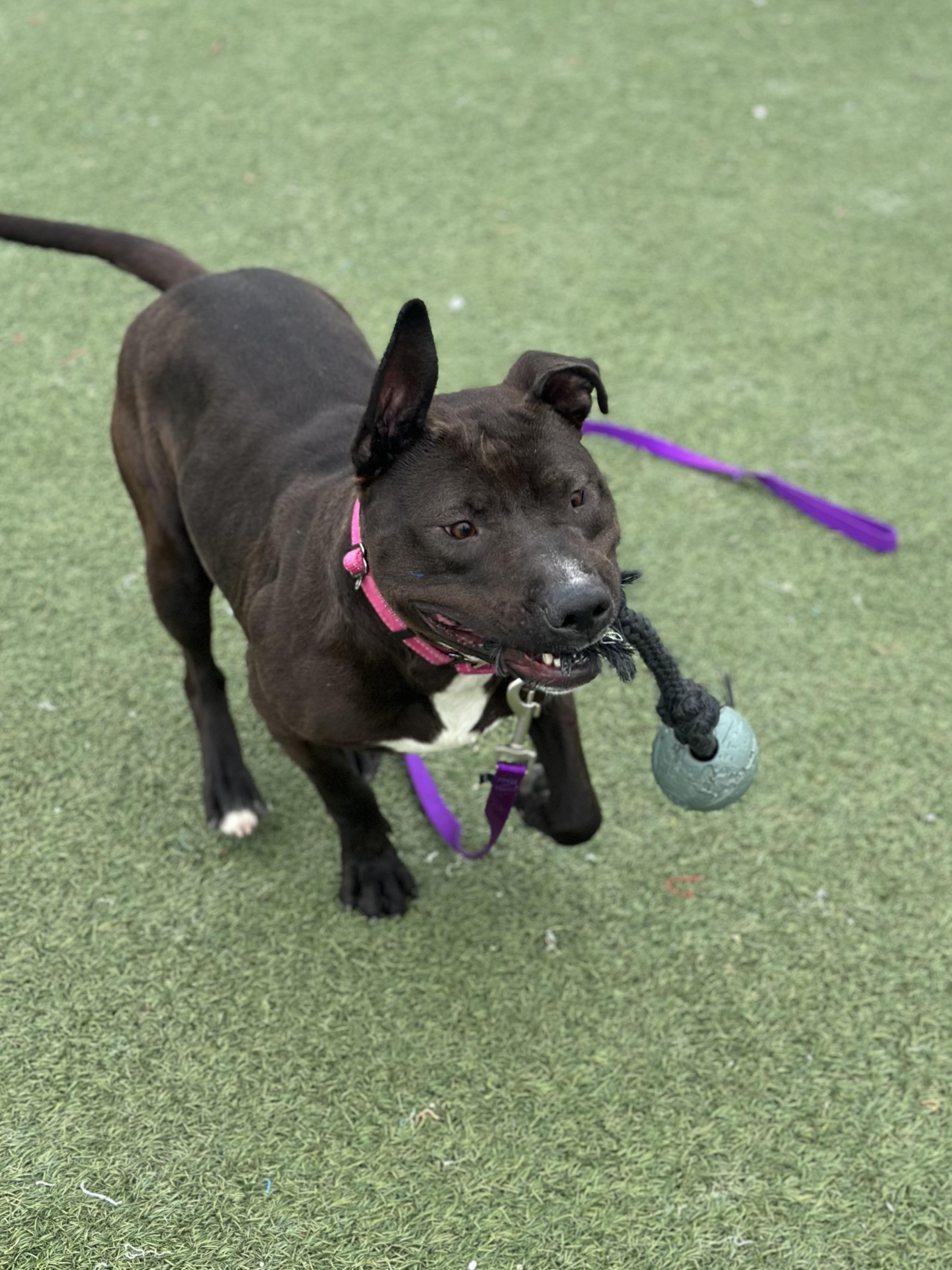 Enlarge Shasta, a ADOPTABLE mixed breed in Cleveland, OH image 3/6