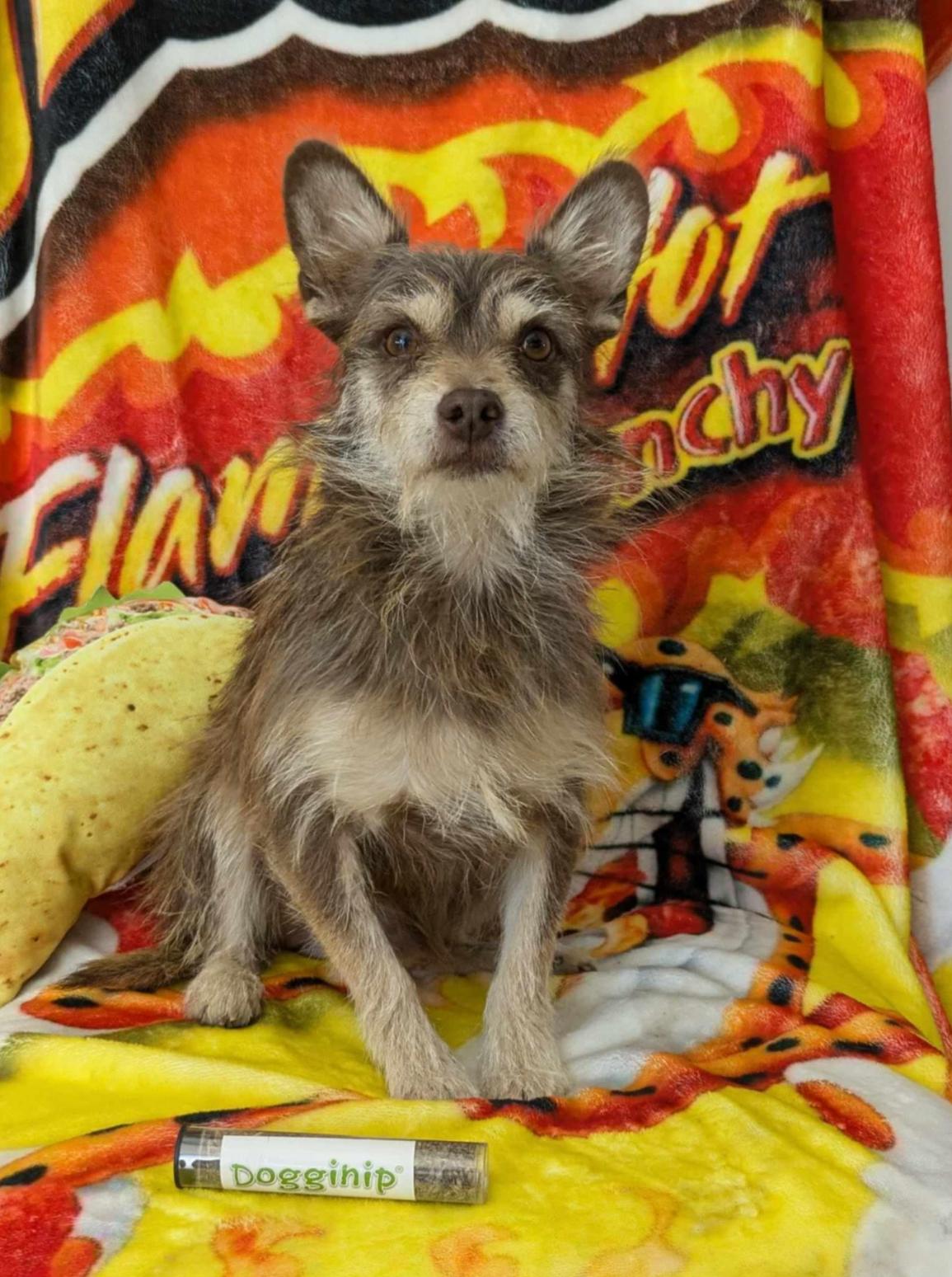 Snoop Dog, Adult Male Terrier