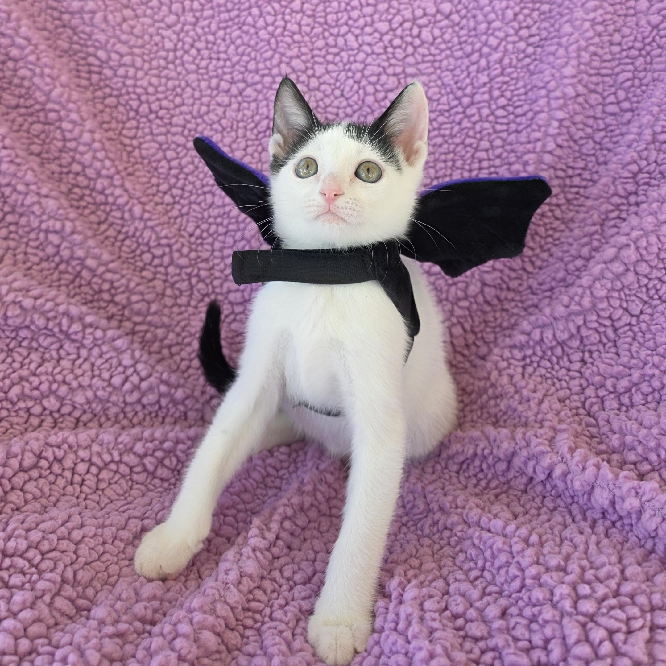 Pet Image