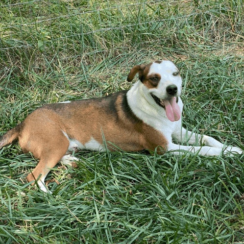 Enlarge Zeus, a Adoptable mixed breed in Wentzville, MO image 2/4