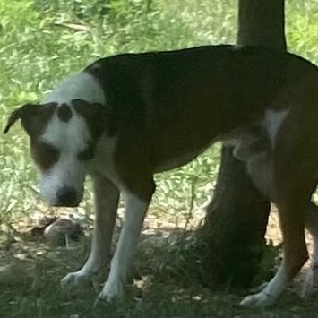 Enlarge Zeus, a Adoptable mixed breed in Wentzville, MO image 4/4