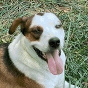 Enlarge Zeus, a Adoptable mixed breed in Wentzville, MO image 1/4