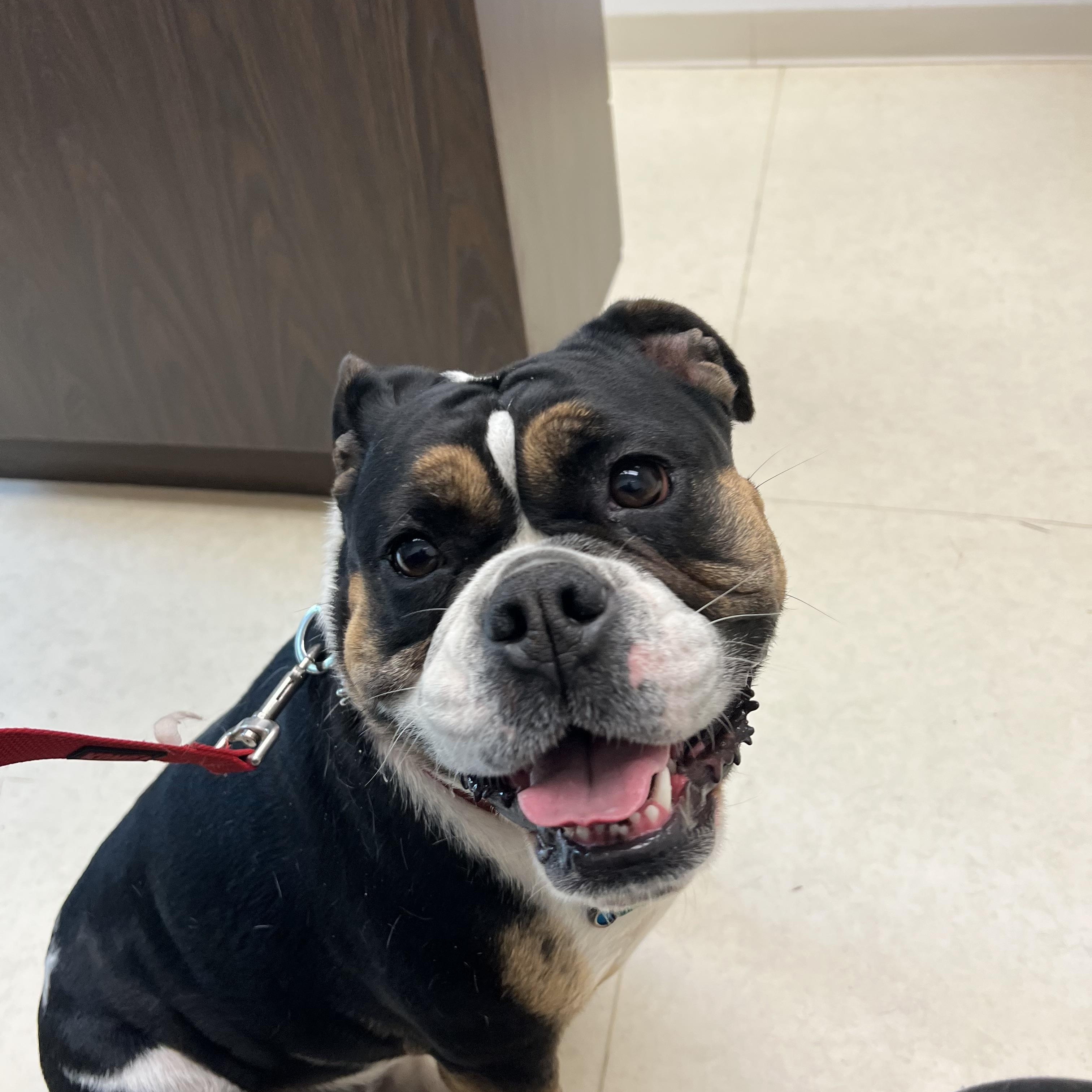 Enlarge Blue, a Adoptable English Bulldog in Libertyville, IL image 5/5