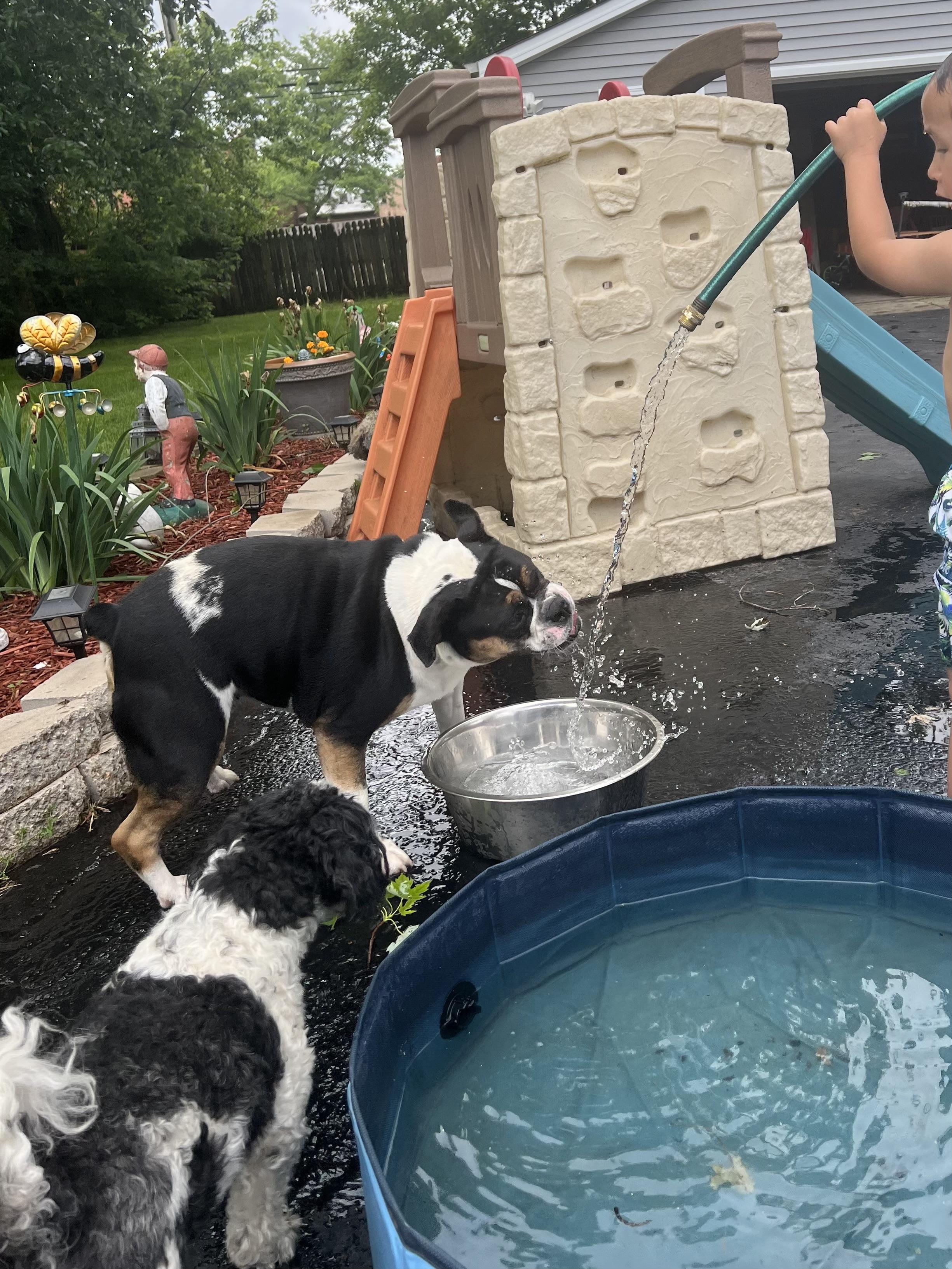 Enlarge Blue, a Adoptable English Bulldog in Libertyville, IL image 2/5
