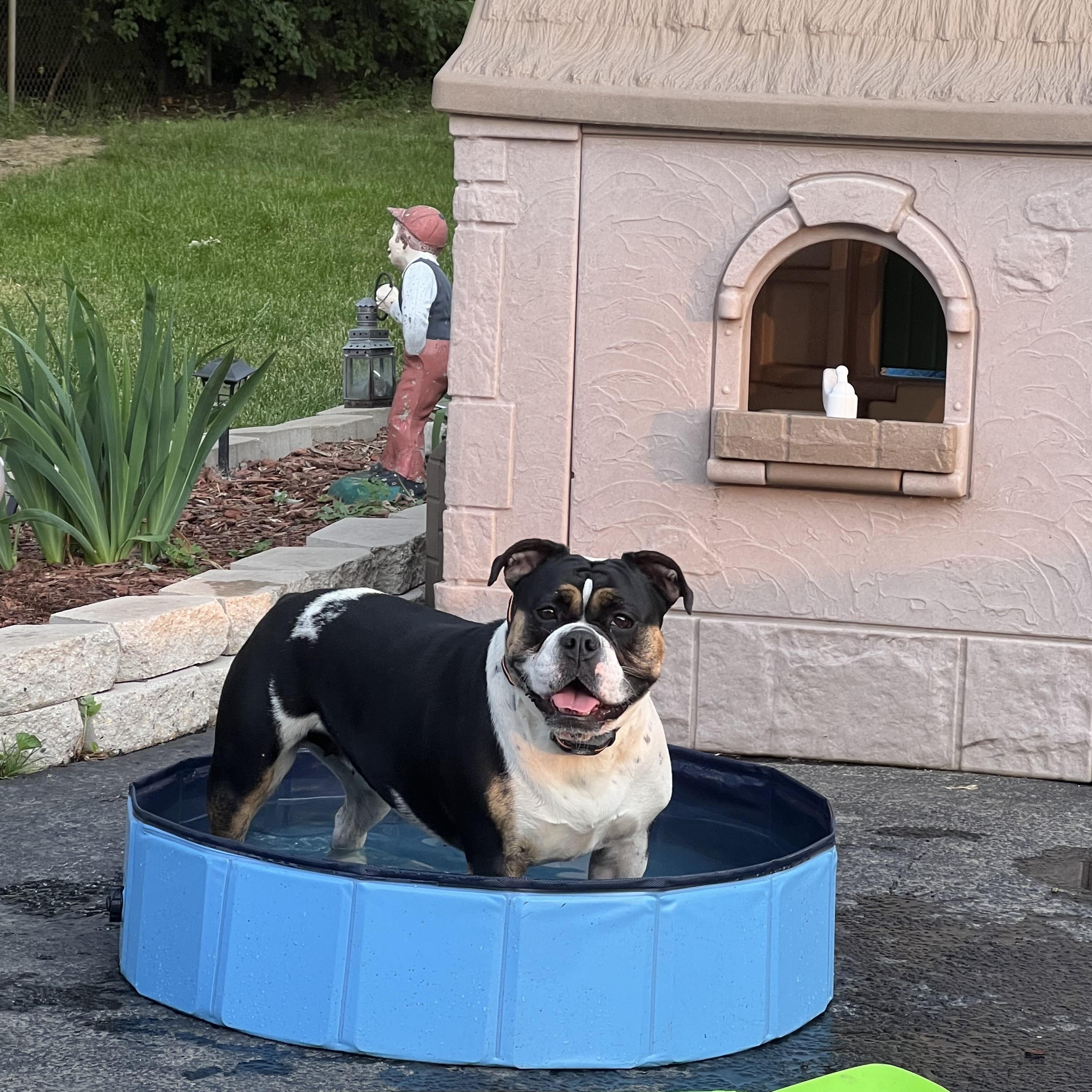Enlarge Blue, a Adoptable English Bulldog in Libertyville, IL image 4/5