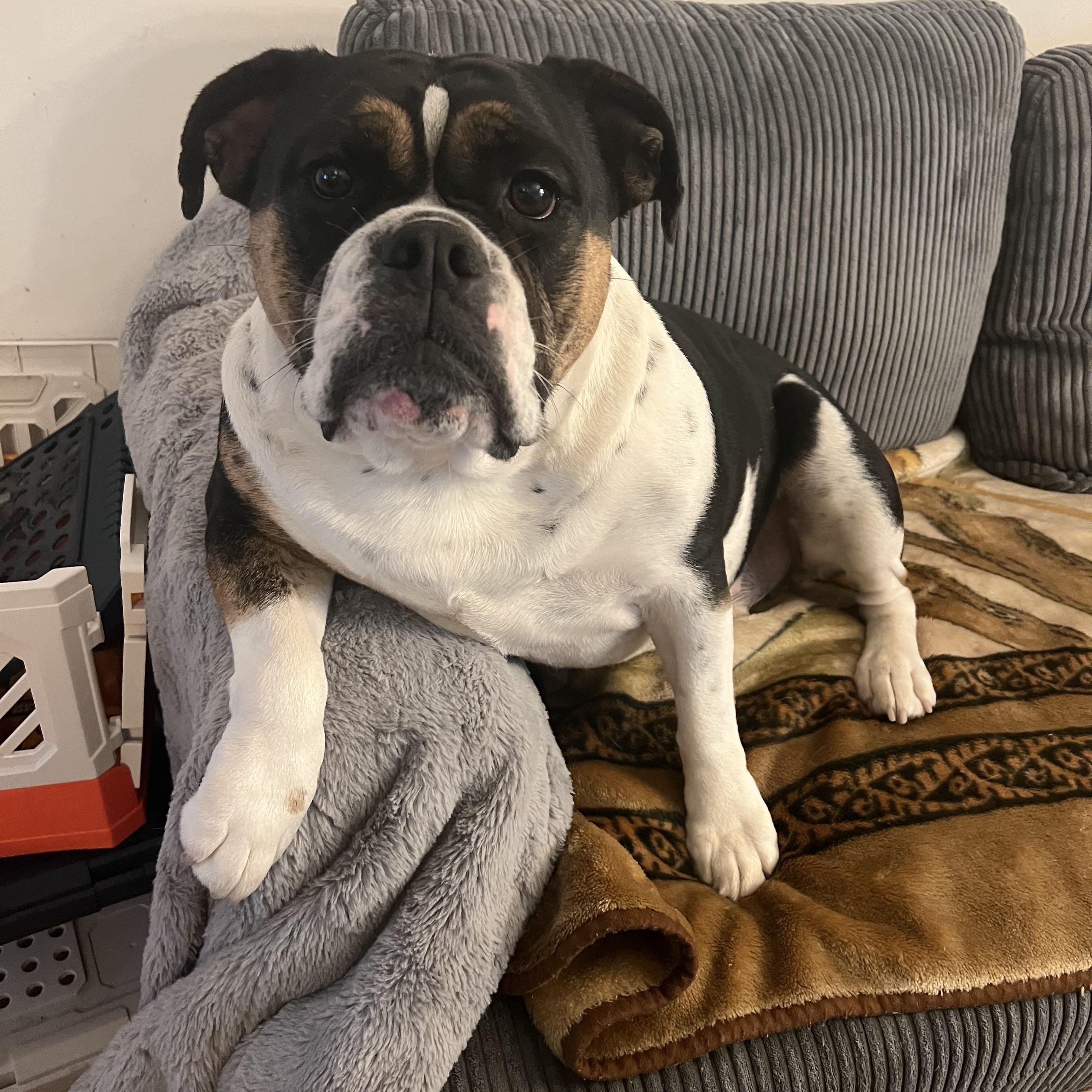 Blue, Adoptable, Young Female English Bulldog.