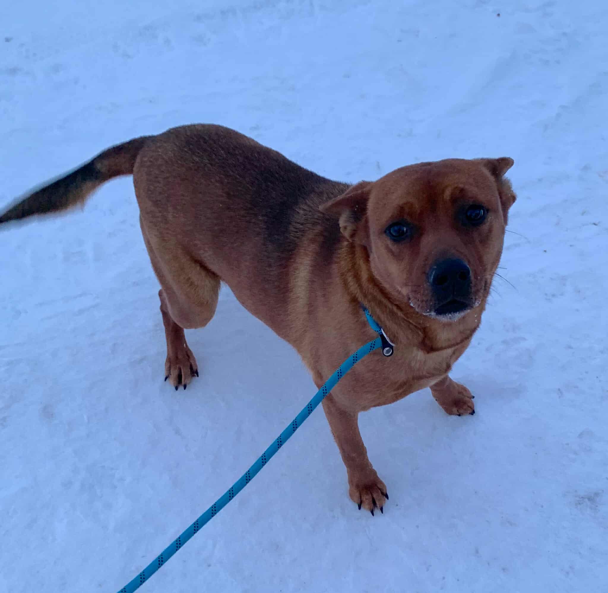 Enlarge Izzy, a ADOPTABLE mixed breed in Bethel, AK image 1/1