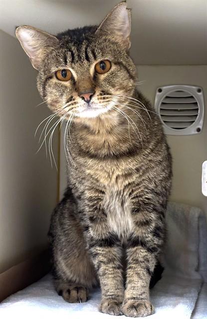 ECLIPSE, Adoptable, Young Male Domestic Short Hair.