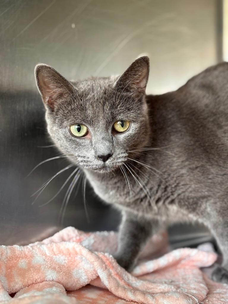 Lovelace thumbnail 2