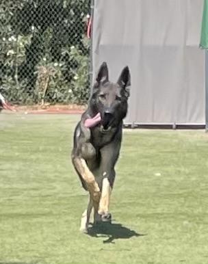 Enlarge Sue, a ADOPTABLE German Shepherd Dog in Glendale, AZ image 1/4