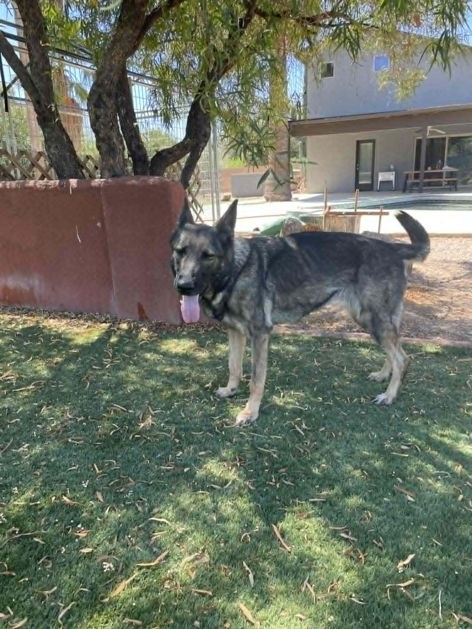 Enlarge Sue, a ADOPTABLE German Shepherd Dog in Glendale, AZ image 2/4