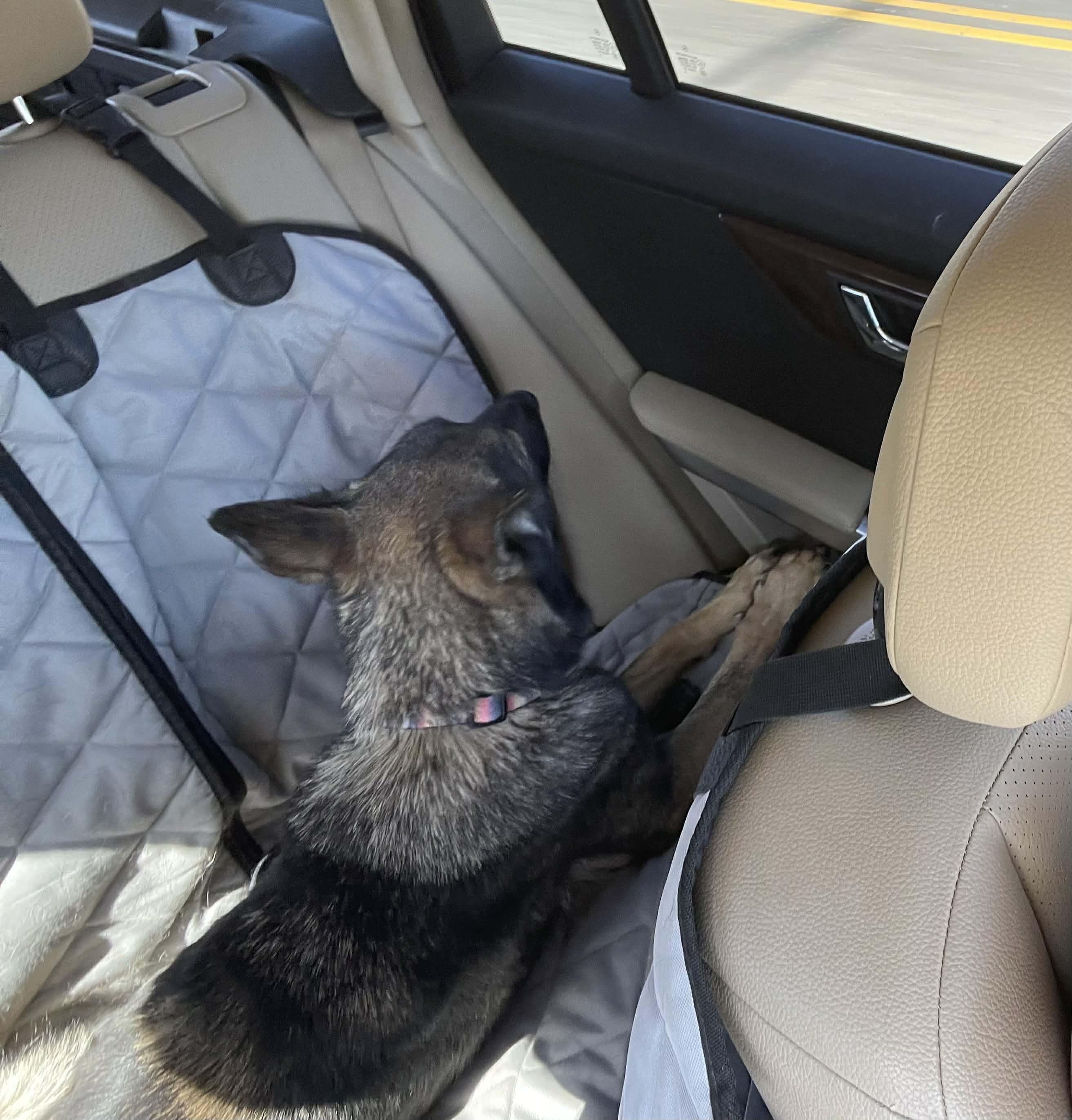 Enlarge Sue, a ADOPTABLE German Shepherd Dog in Glendale, AZ image 4/4
