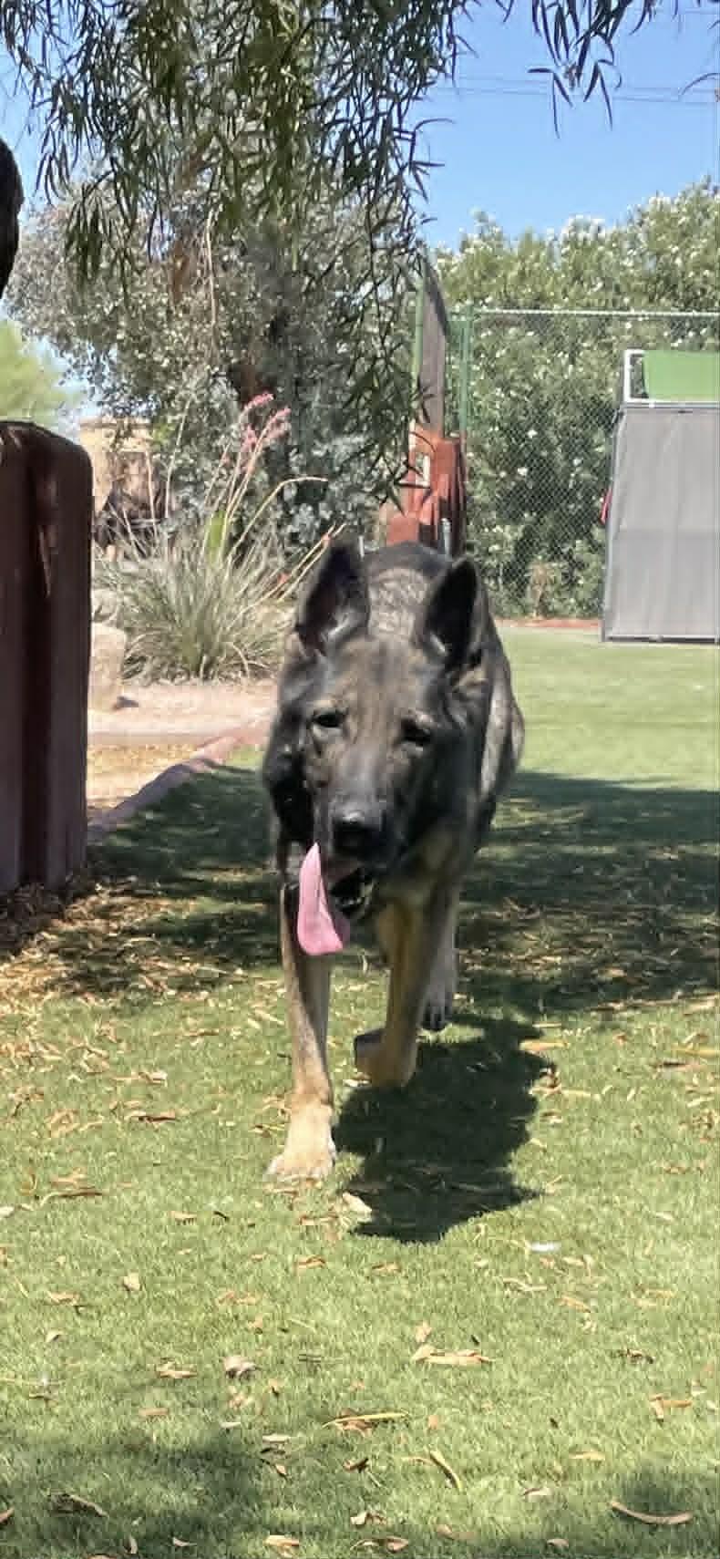 Enlarge Sue, a ADOPTABLE German Shepherd Dog in Glendale, AZ image 3/4