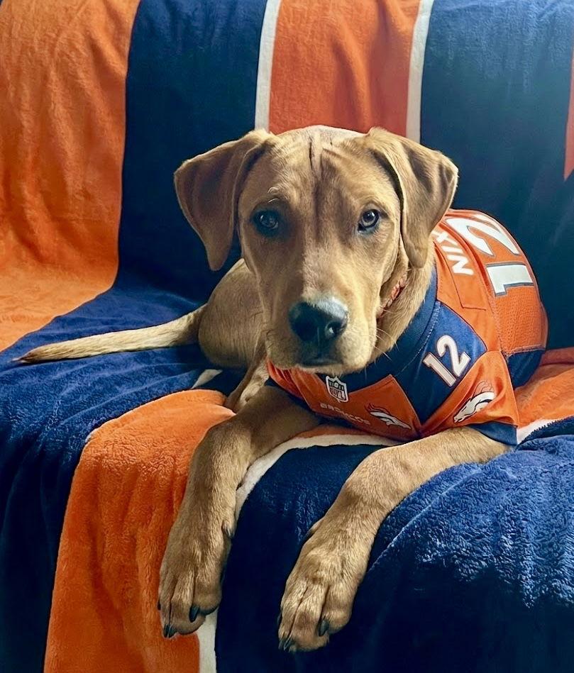 Enlarge BO aka Red, a Adoptable mixed breed in Evergreen, CO image 1/3