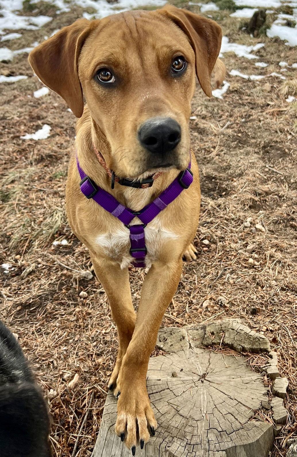 Enlarge BO aka Red, a Adoptable mixed breed in Evergreen, CO image 2/3