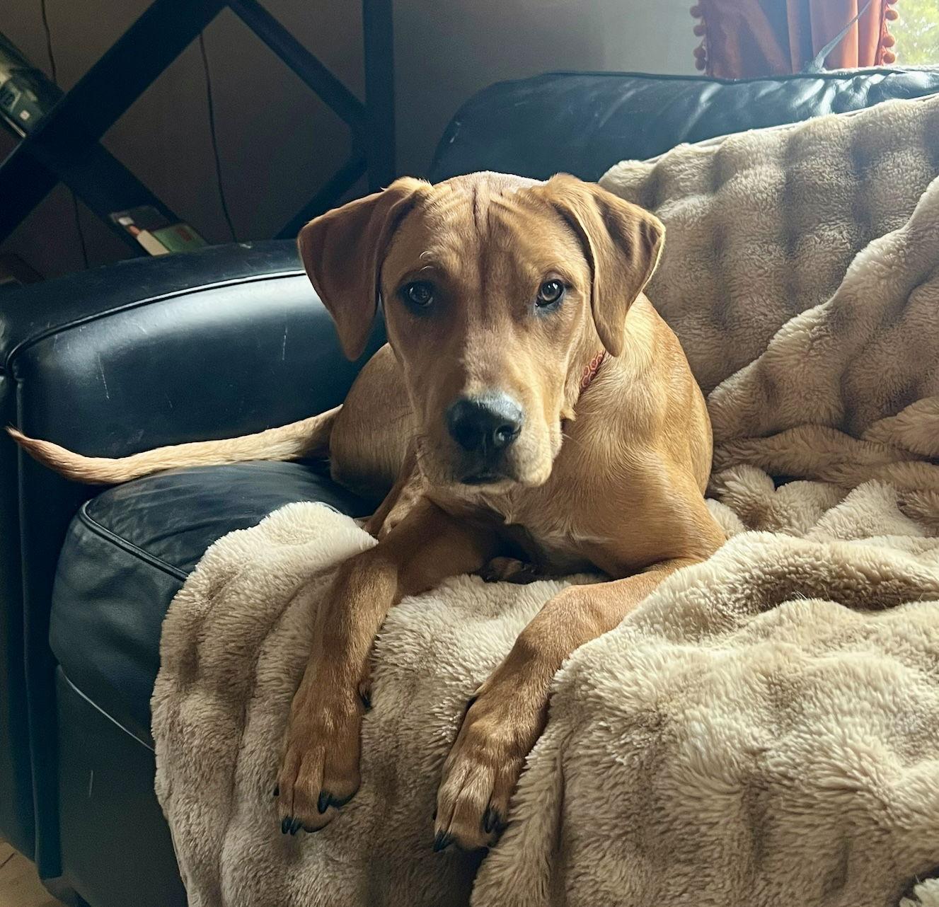 Enlarge BO aka Red, a Adoptable mixed breed in Evergreen, CO image 3/3