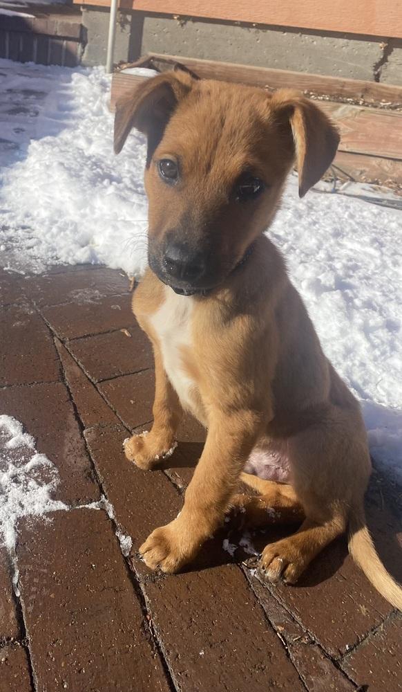 Sutton, Adoptable, Puppy Male Dachshund & Mixed Breed.