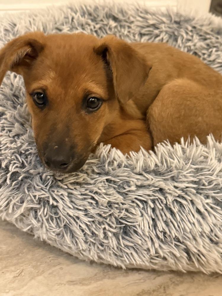 Sutton, a Adoptable mixed breed in Denver, CO image 2/4