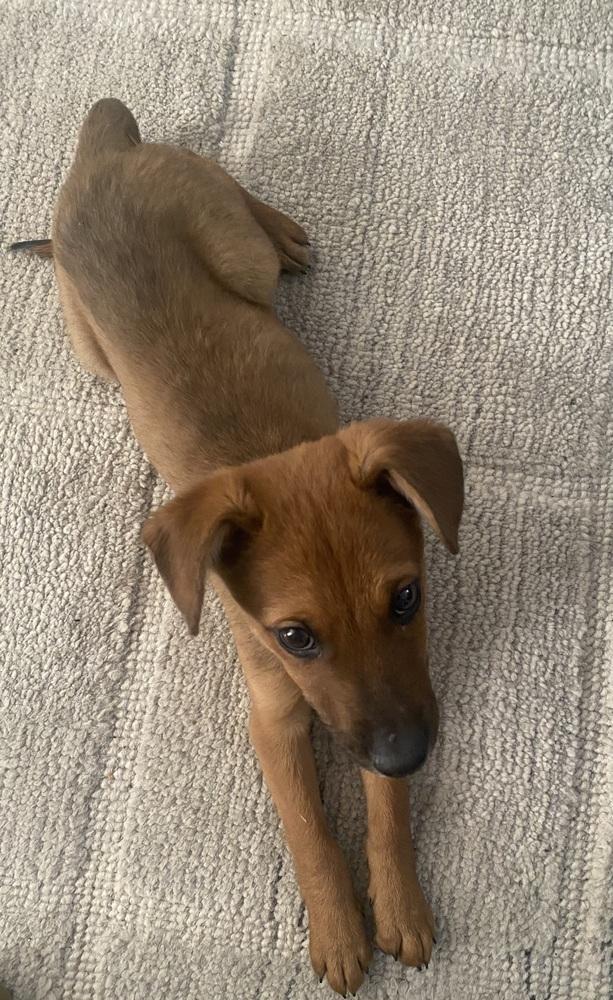 Sutton, a Adoptable mixed breed in Denver, CO image 3/4