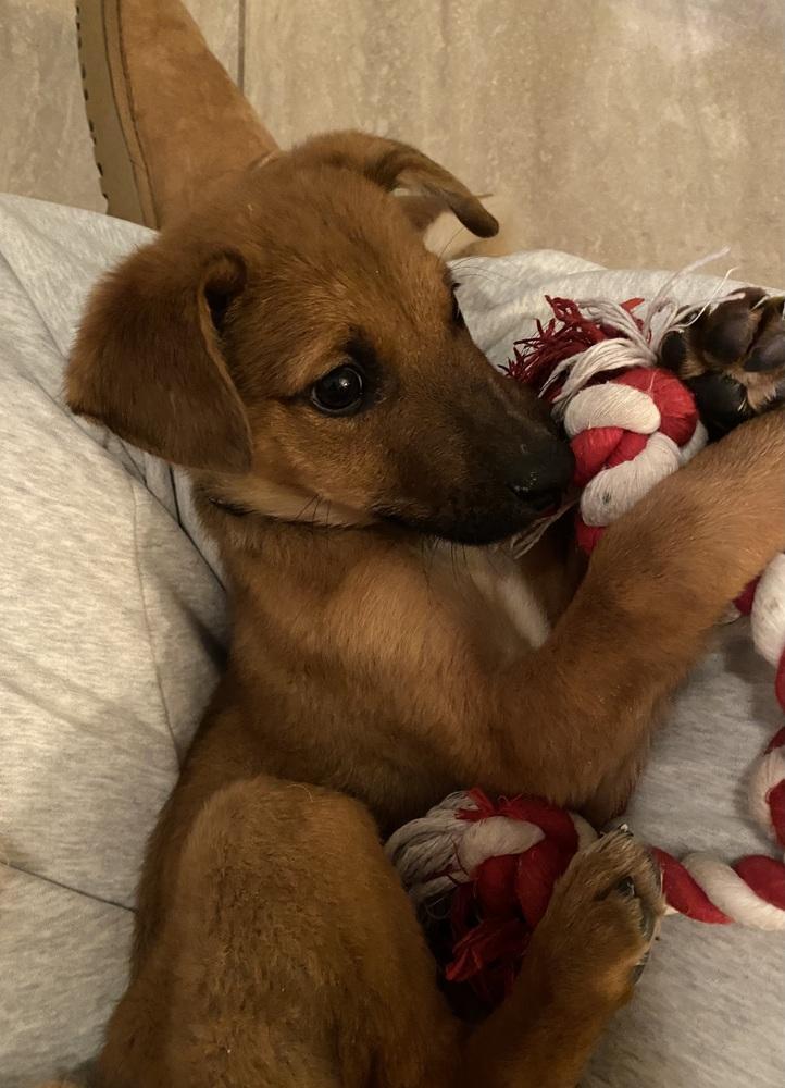 Sutton, a Adoptable mixed breed in Denver, CO image 4/4