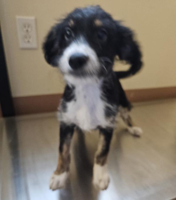 Sophie, Adoptable, Puppy Female Spaniel.