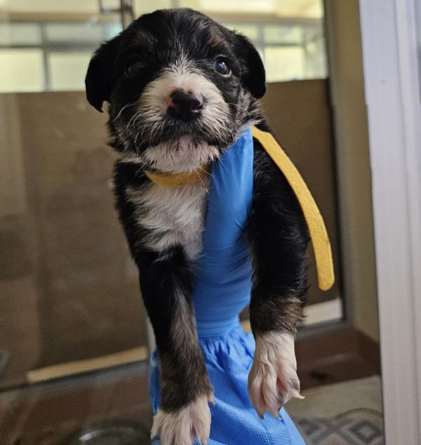 Enlarge Sophie, a Adoptable mixed breed in Kennewick, WA image 2/3