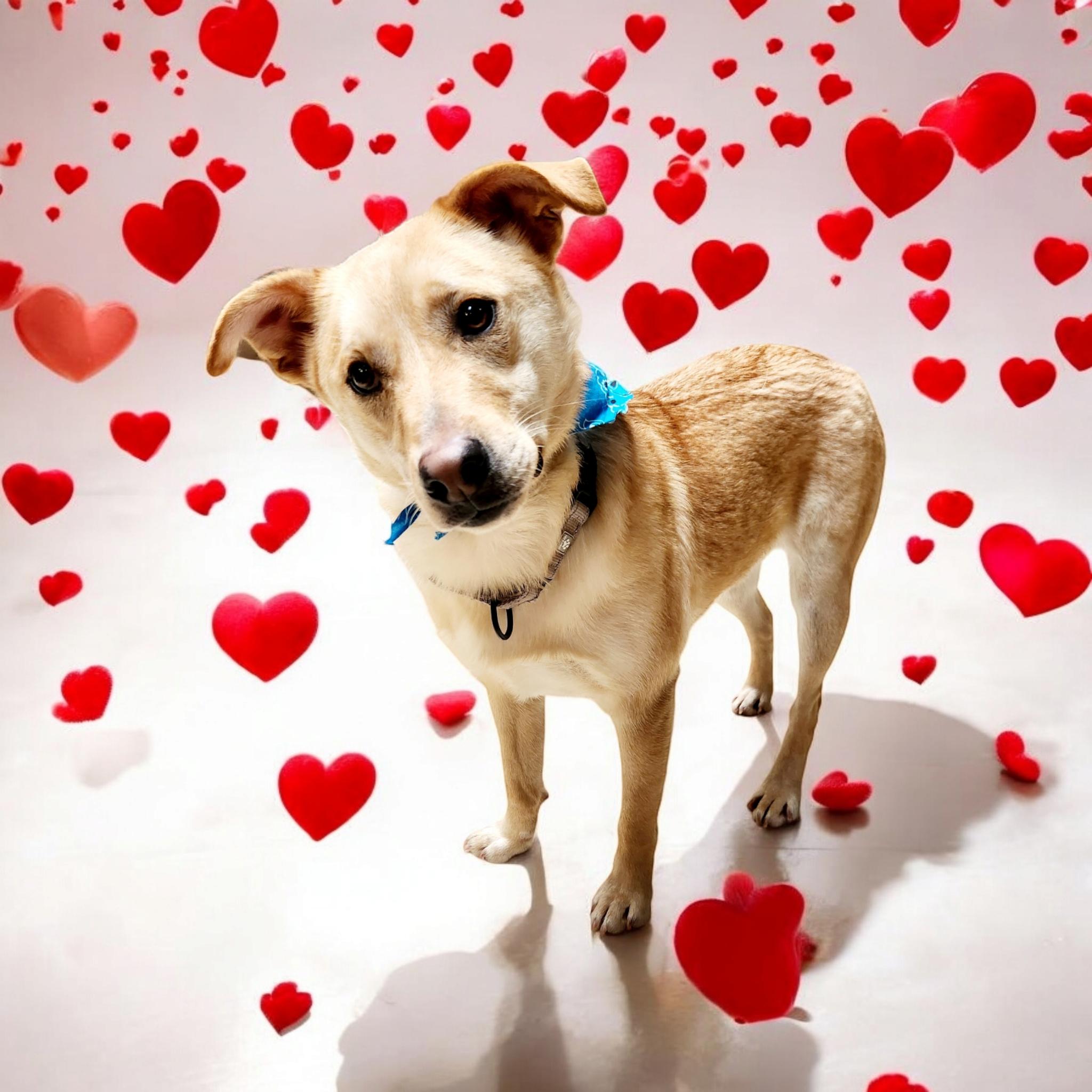 Charlie, Young Male Yellow Labrador Retriever