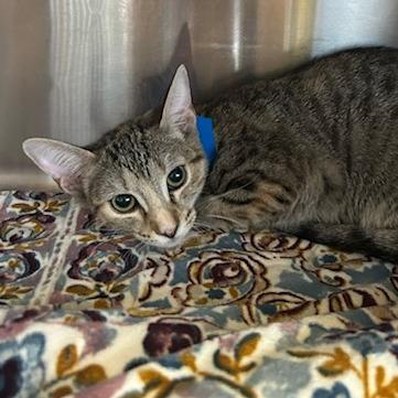 Piglet, Adoptable, Adult Female Domestic Short Hair.
