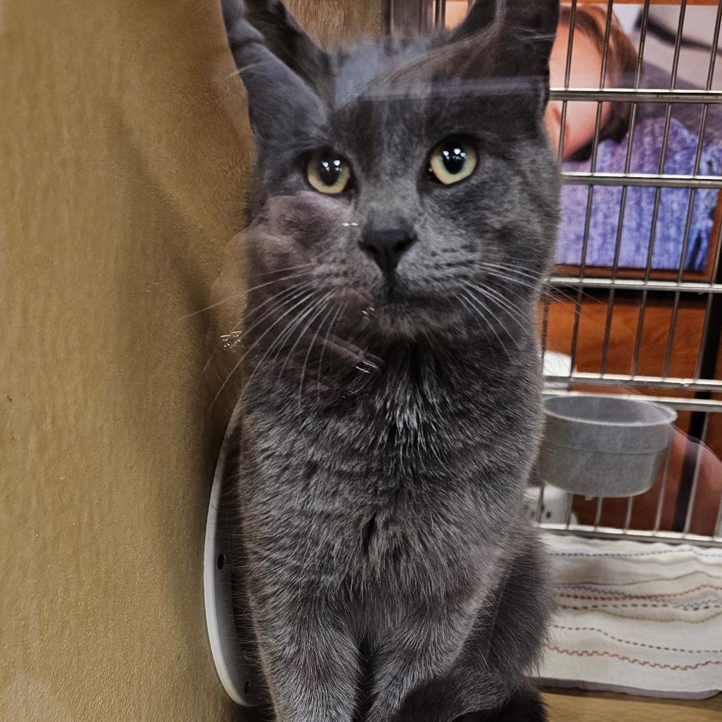 Ash, Adoptable, Young Male Domestic Short Hair.