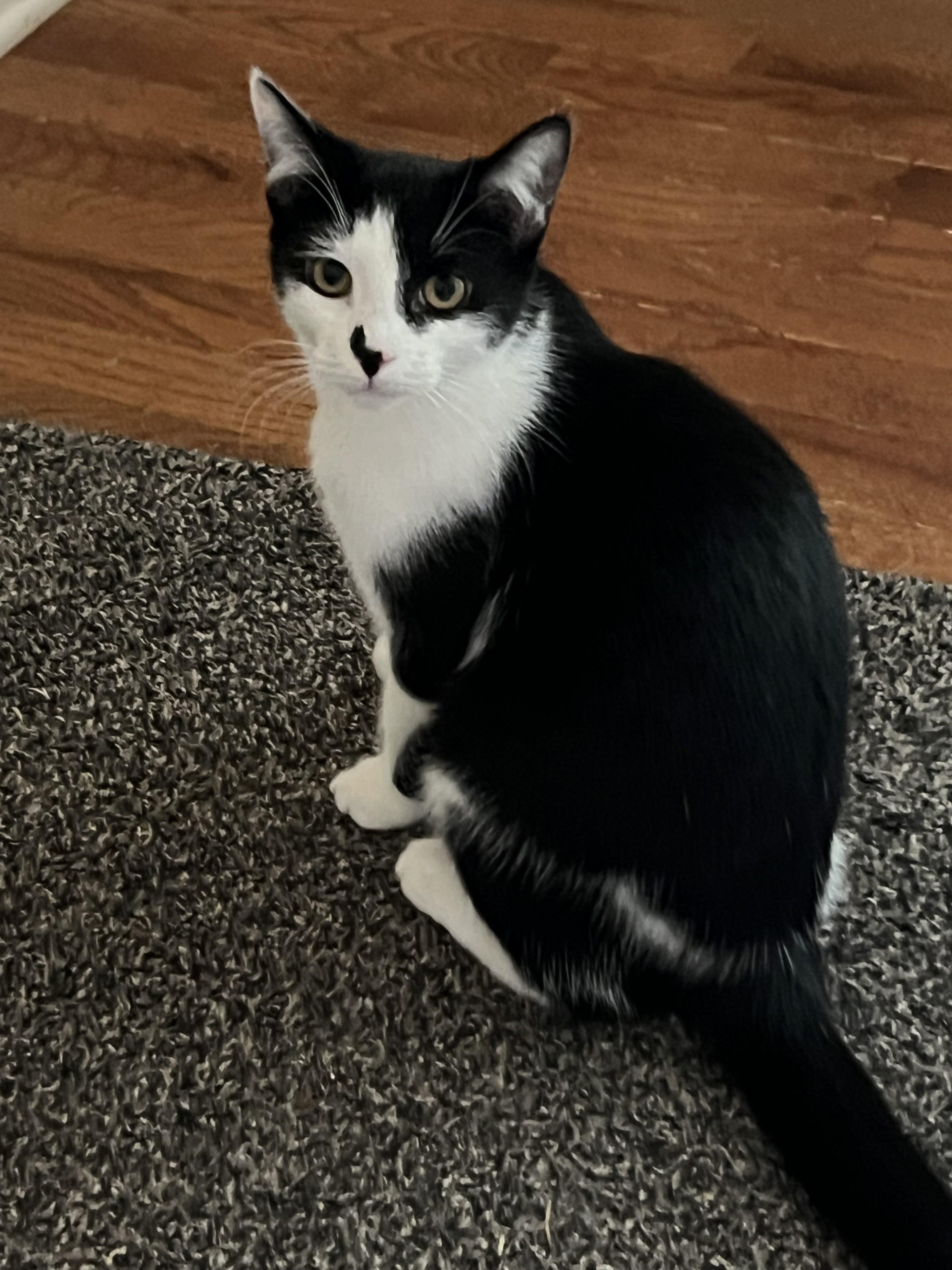 Betsy Ross and Ben Franklin, Adoptable, Young Female Domestic Short Hair.