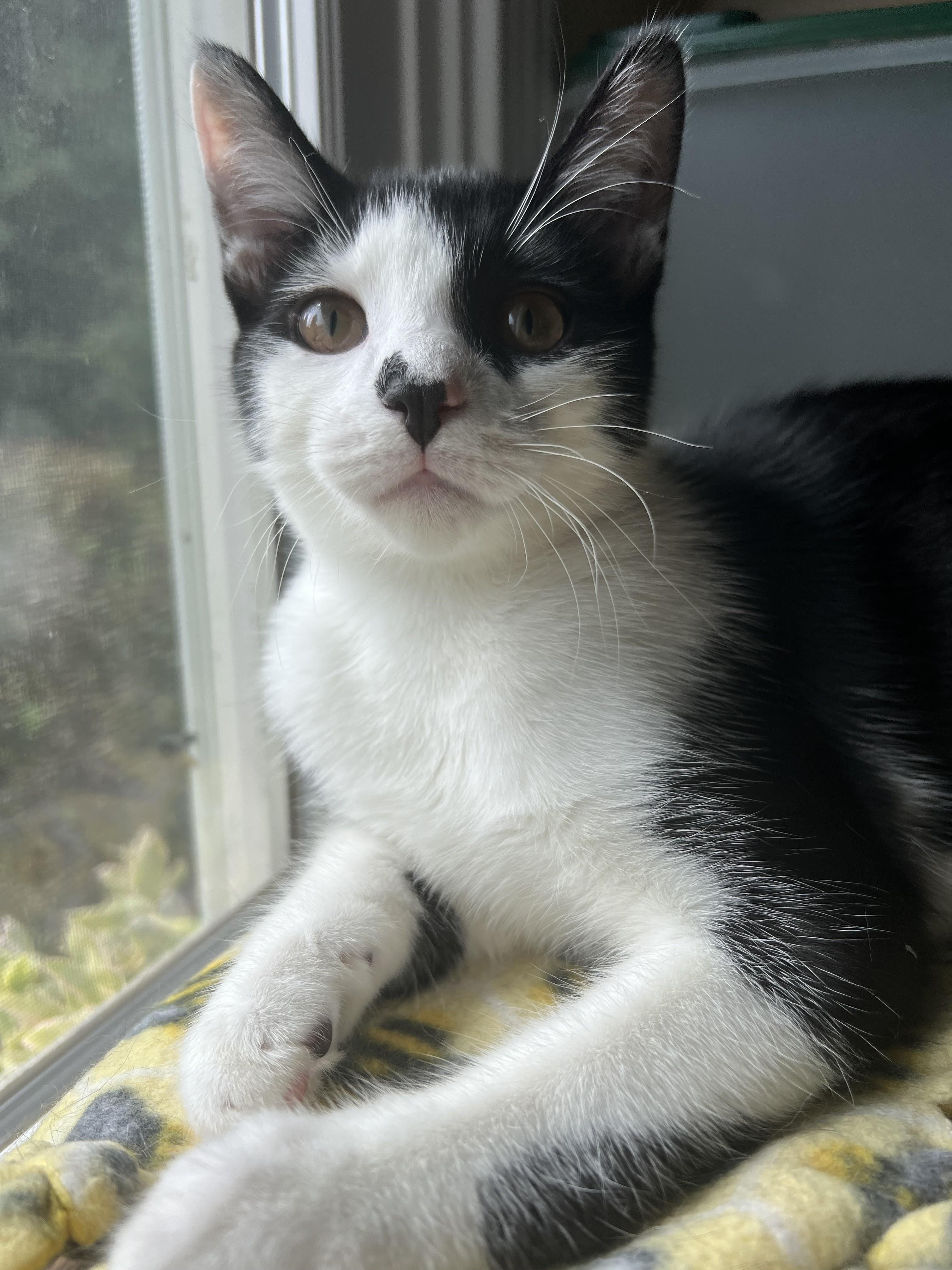 Enlarge Betsy Ross and Ben Franklin, a Adoptable Domestic Short Hair in Philadelphia, PA image 2/6