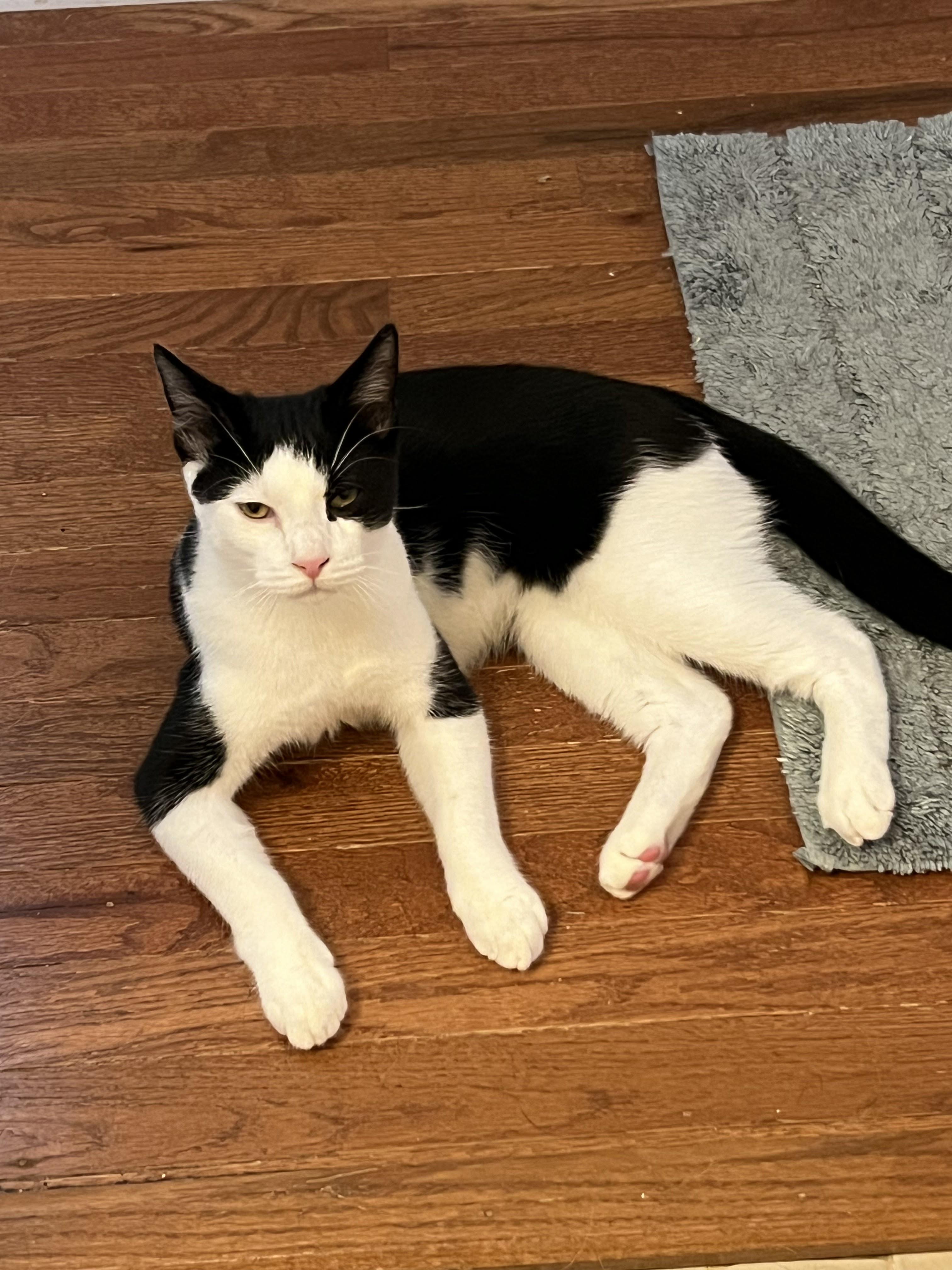 Enlarge Betsy Ross and Ben Franklin, a Adoptable Domestic Short Hair in Philadelphia, PA image 3/6