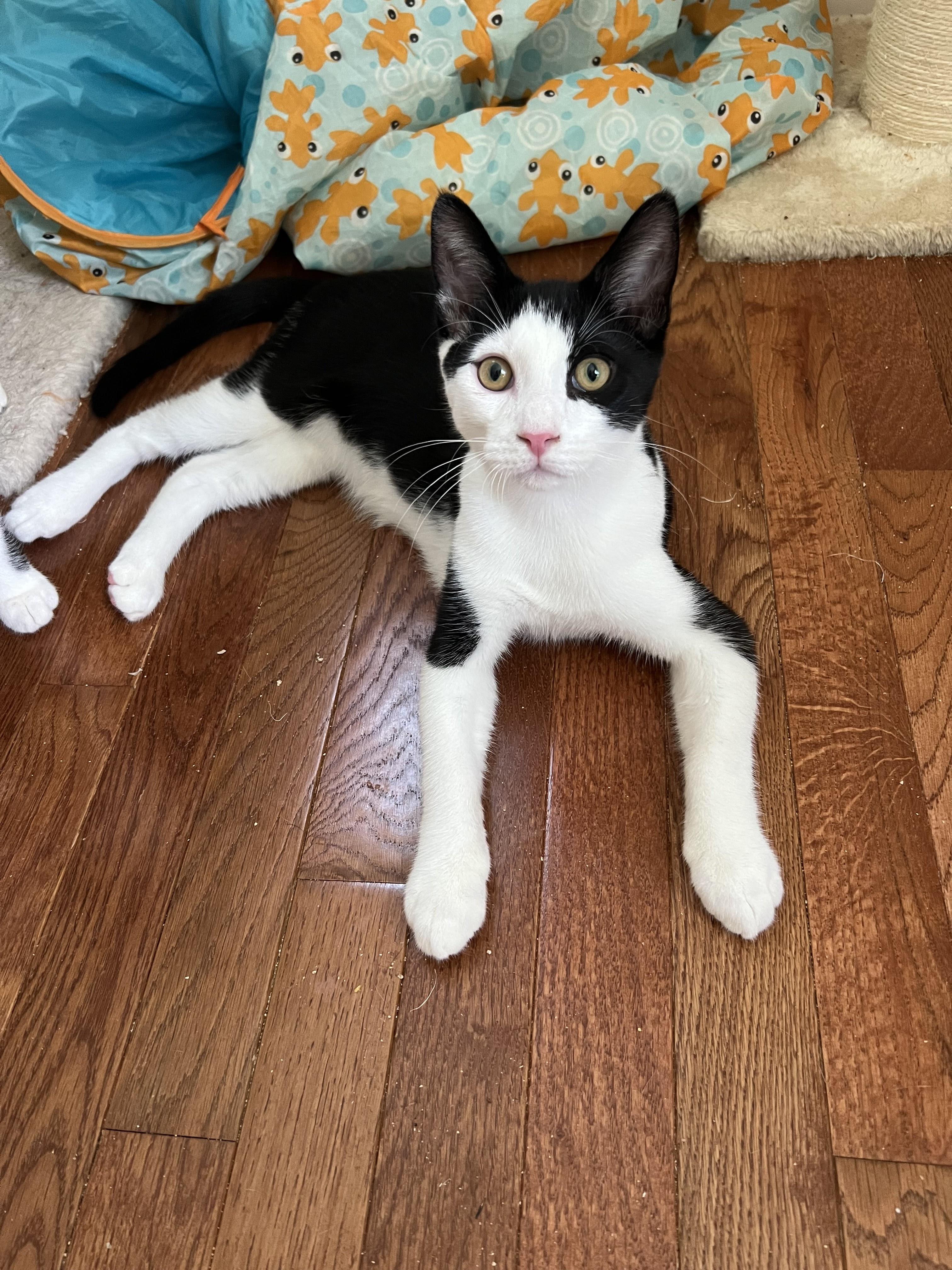 Enlarge Betsy Ross and Ben Franklin, a Adoptable Domestic Short Hair in Philadelphia, PA image 5/6