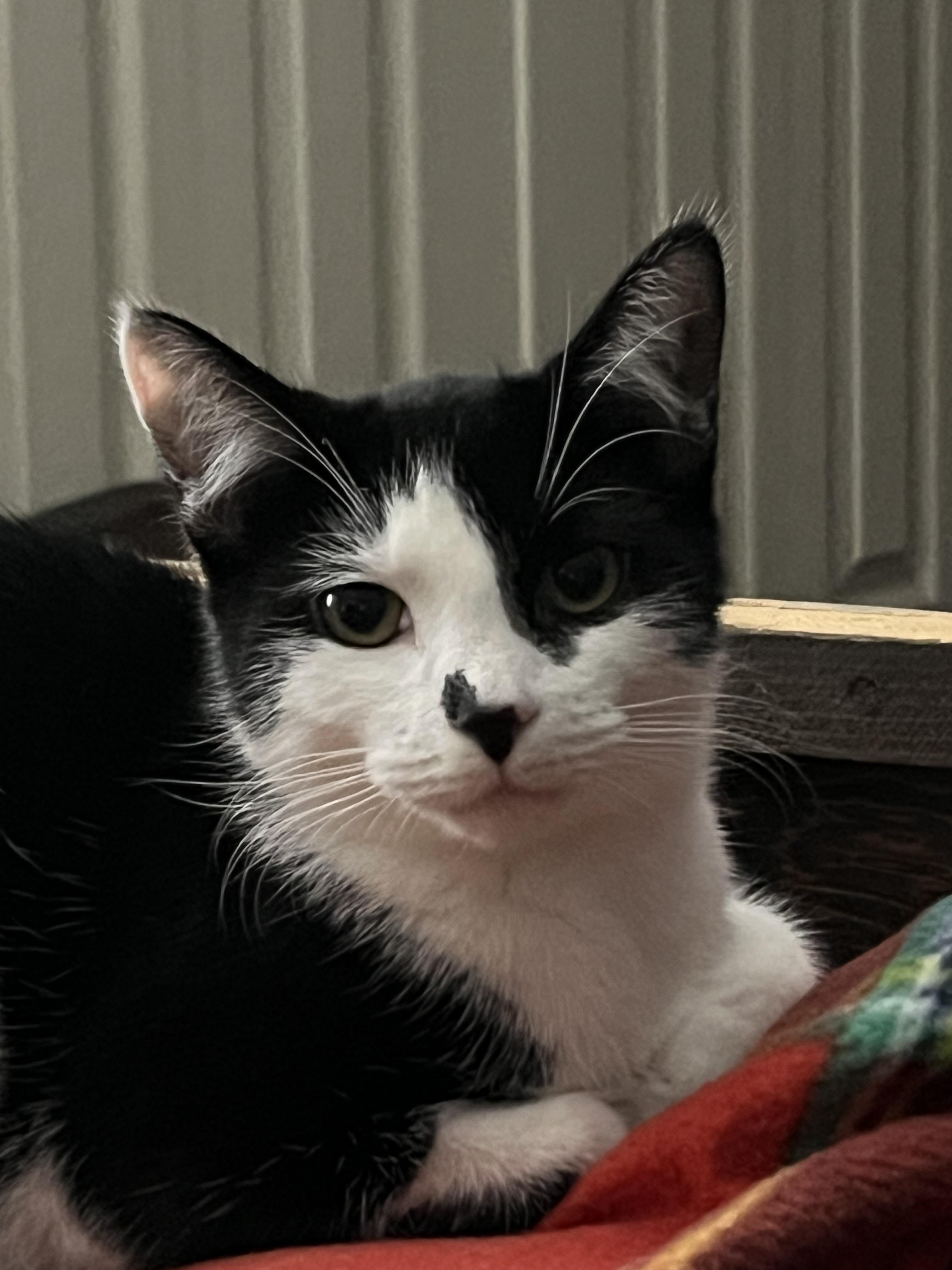 Enlarge Betsy Ross and Ben Franklin, a Adoptable Domestic Short Hair in Philadelphia, PA image 6/6