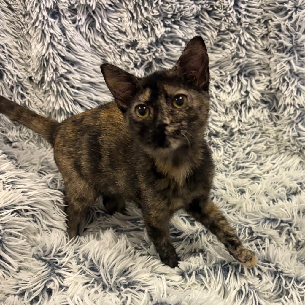 Charlotte, Adoptable, Kitten Female Domestic Short Hair.