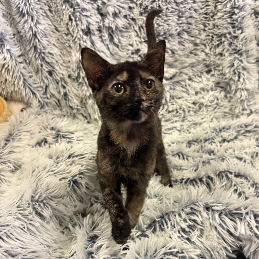 Enlarge Charlotte, a Adoptable Domestic Short Hair in Mocksville, NC image 2/3