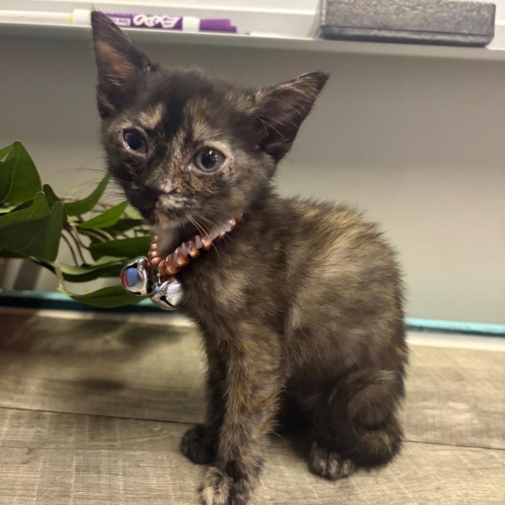 Enlarge Charlotte, a Adoptable Domestic Short Hair in Mocksville, NC image 1/1