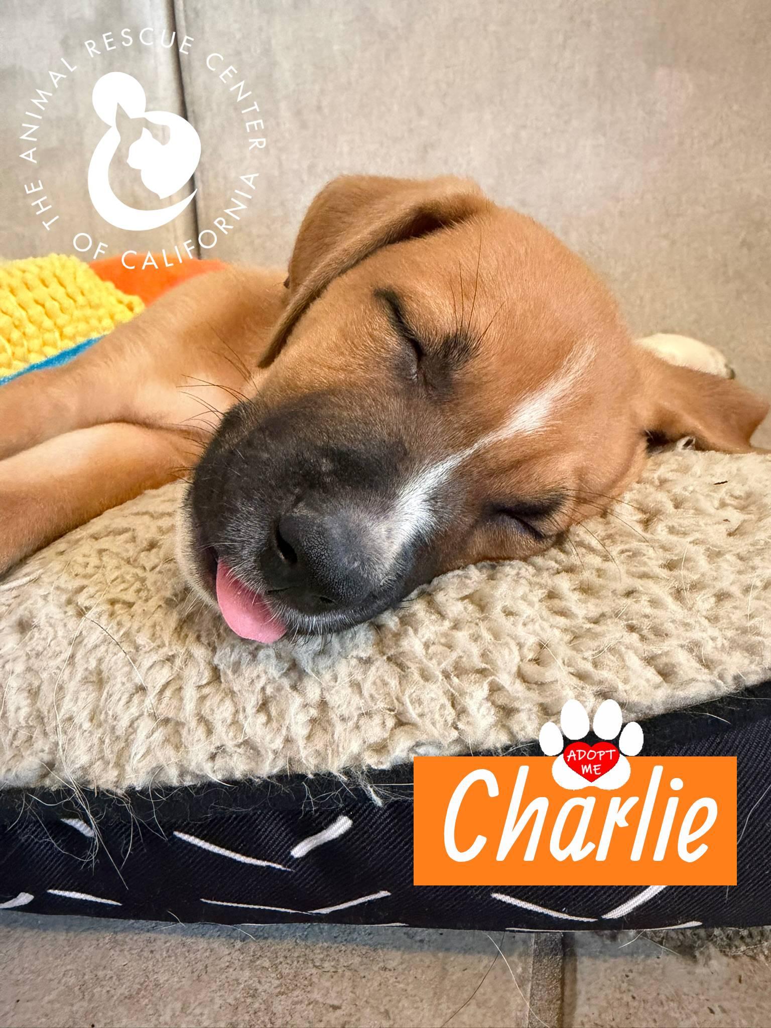 Enlarge Charlie, a Adoptable mixed breed in Coachella, CA image 3/4