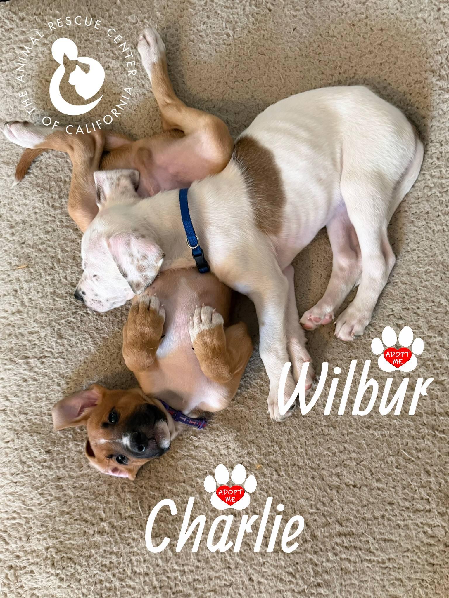 Enlarge Charlie, a Adoptable mixed breed in Coachella, CA image 4/4