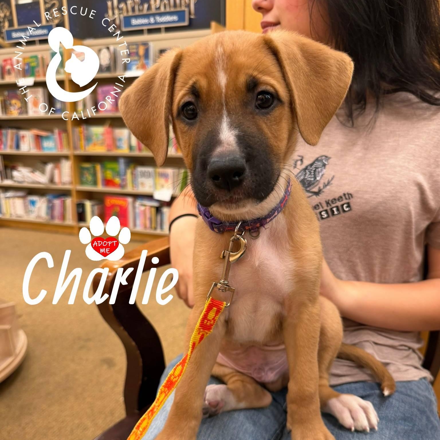 Charlie, Adoptable, Puppy Male German Shepherd Dog & Boxer.