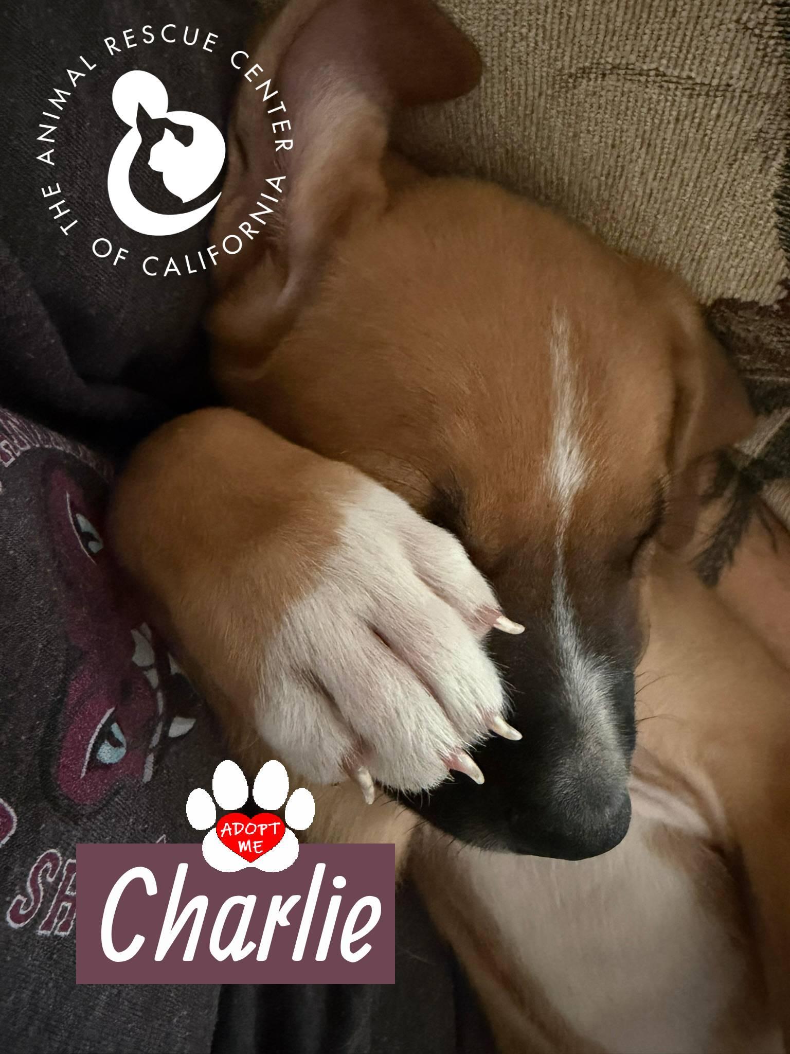 Enlarge Charlie, a Adoptable mixed breed in Coachella, CA image 2/4